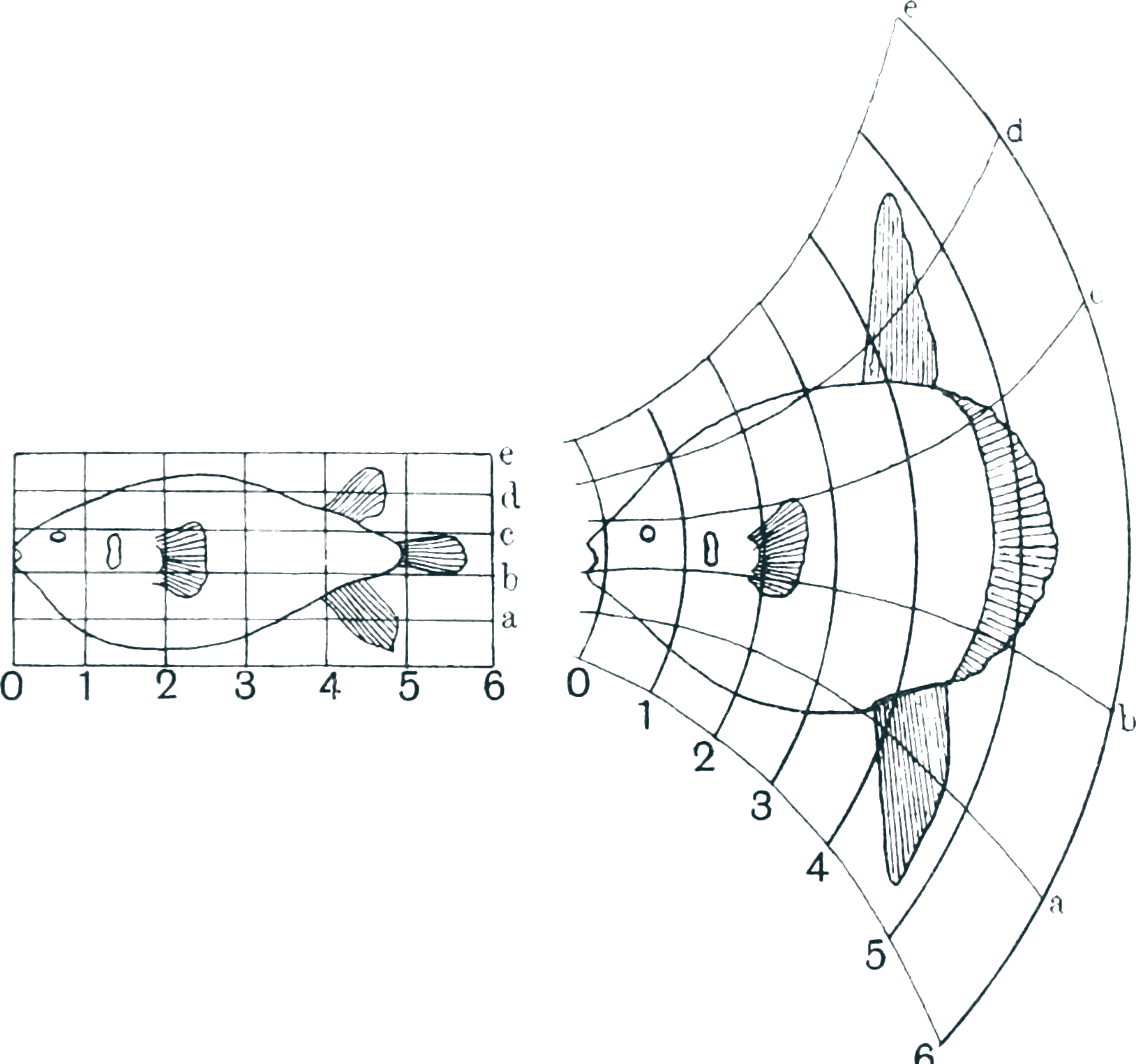 Line drawing of a porcupinefish on a square grid, and the same outline redrawn on a curved grid so that it becomes a sunfish.