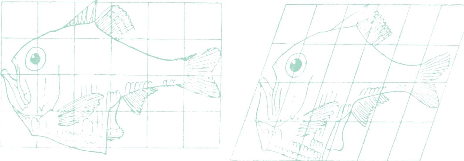Line drawing of a hatchetfish on a square grid, and the same outline on a sheared grid, becoming a related species.